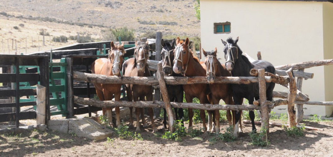 Patagonie (6)